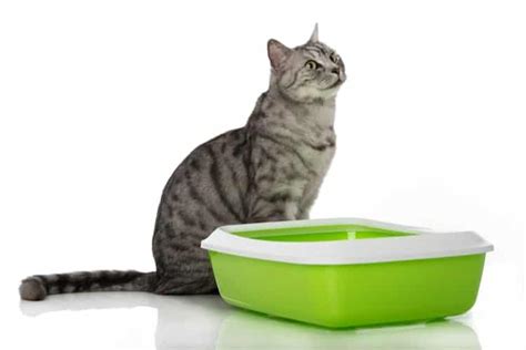 The 25 Best Sifting Litter Boxes 